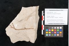 Foto (Objekt + Etikett) von Glyptostrobus europaeus Brongniart (NHMW-GEO-2024-0188-6764)